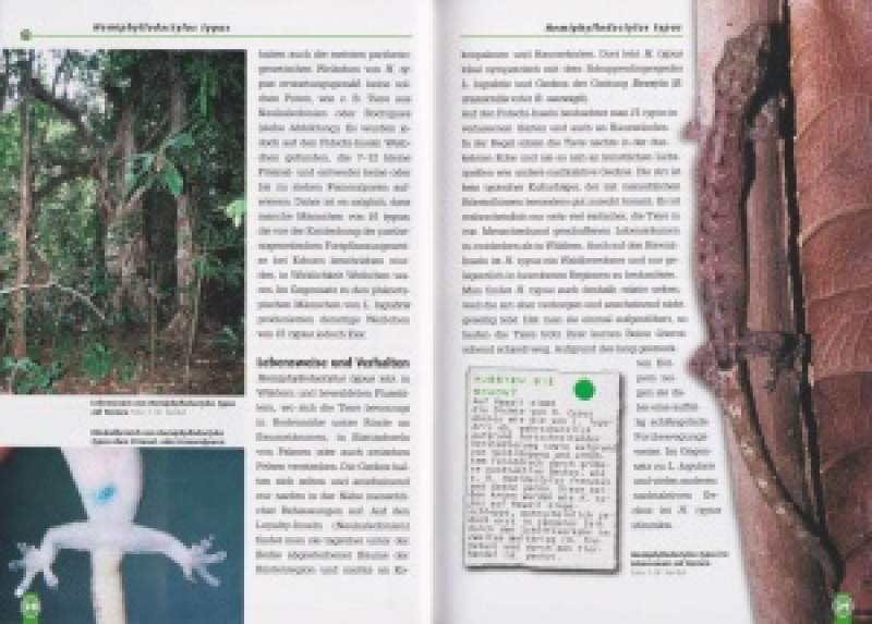 Preview: Jungferngeckos